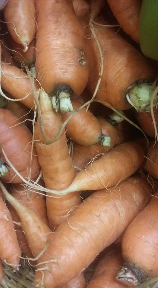 La Botika de la Salud zanahorias